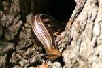 Skink