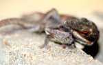 Green Anole Mating