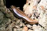 Skink