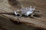 Green Anole Molting