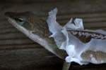Green Anole Molting