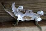 Green Anole Molting