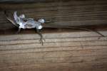 Green Anole Molting
