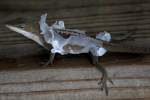 Green Anole Molting