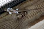 Green Anole Molting