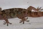 Mediterranean Gecko