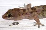 Mediterranean Gecko