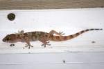 Mediterranean Gecko