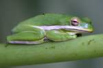 Green Treefrog