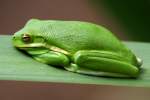 Green Treefrog