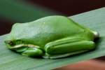 Green Treefrog