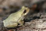 Gray Treefrog
