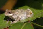 Gray Treefrog