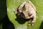 Gray Treefrog