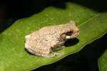 Gray Treefrog