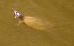 Turtles