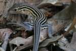 Six-lined Racerunner