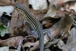 Six-lined Racerunner