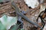 Six-lined Racerunner