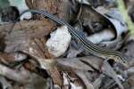 Six-lined Racerunner
