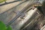 Six-lined Racerunner