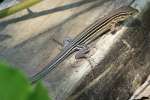 Six-lined Racerunner
