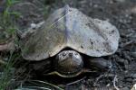 False Map Turtle