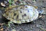 False Map Turtle