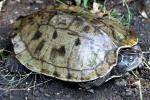 False Map Turtle