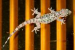 Mediterranean Gecko