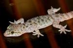 Mediterranean Gecko