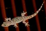 Mediterranean Gecko