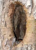 Skink Hiding