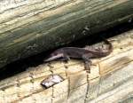 Green Anole