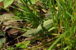 Green Anole