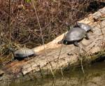 Turtles