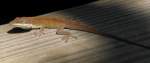Green Anole
