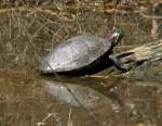 Turtles