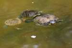 Turtles