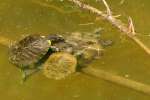 Turtles
