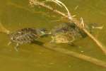 Turtles