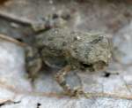 Toad