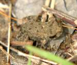 Toad