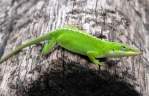 Green Anole