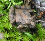 Toad