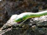 Smooth Green Snake