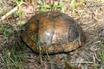 Three-toed Box Turtle