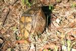 Three-toed Box Turtle