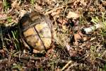 Three-toed Box Turtle