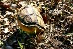 Three-toed Box Turtle